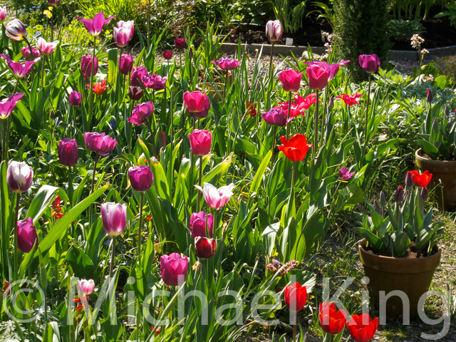 Are Tulips Poisonous to Pets? Cats, Dogs, and More are tulips poisonous to pets cats dogs and more 6721d34d51453