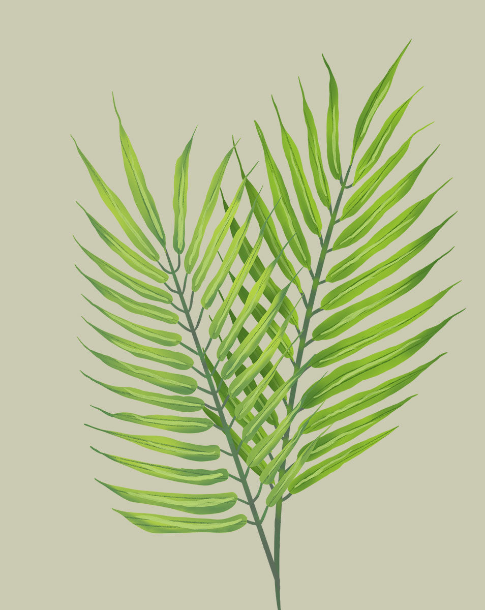 how to grow areca palm 6704d04633975