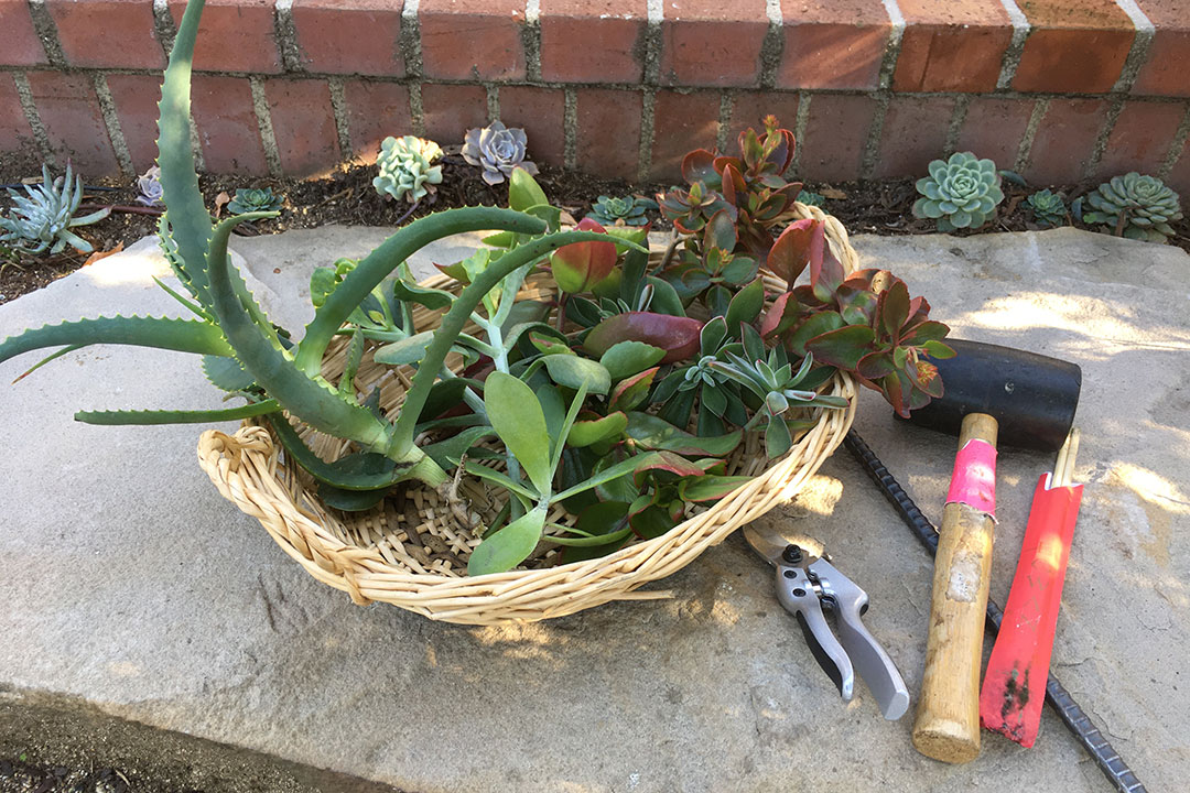 succulent cuttings