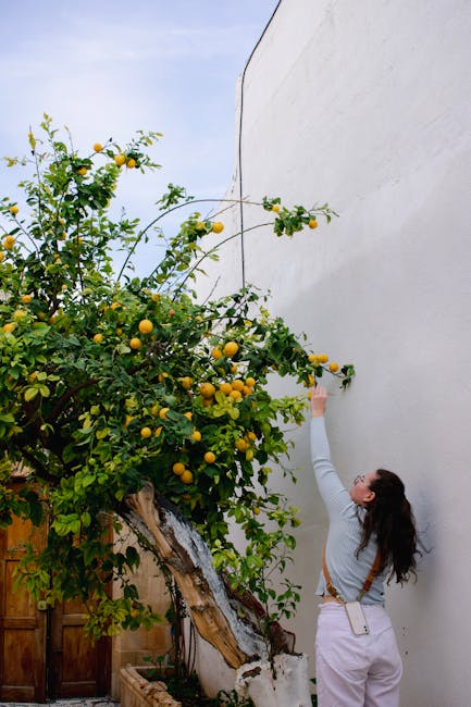 Garden Tool Reviews - Best Of Buying Guides What Is Citrus Greening Disease?